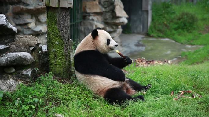 熊猫吃竹子进食画面