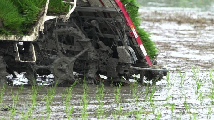 机械插秧插秧机器种稻谷自动种植稻谷