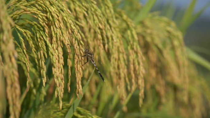 乡村农村田野上蜻蜓停留水稻小鸟蜜蜂采蜜
