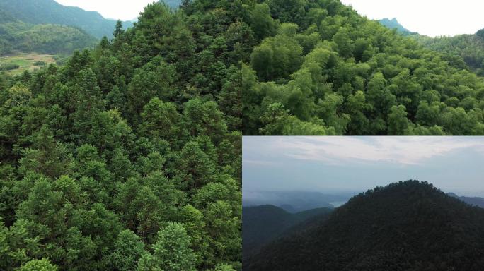 森林大山绿水青山竹林群山翠绿