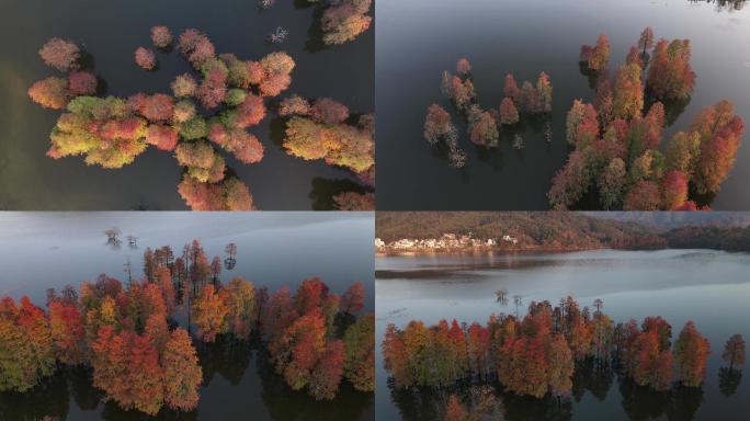 实拍黟县宏村秋景奇墅湖红水杉