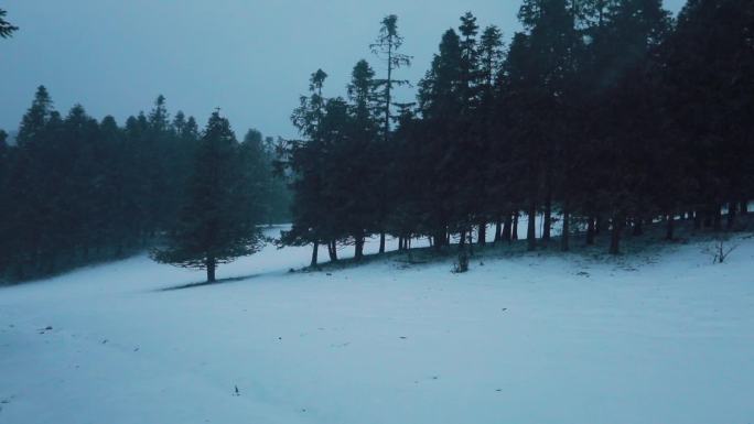 实拍户外下雪天雪景森林傍晚飘雪（可商用）