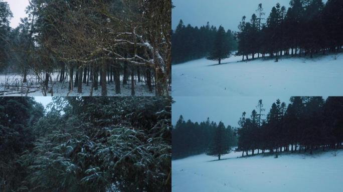 实拍户外下雪天雪景森林傍晚飘雪（可商用）
