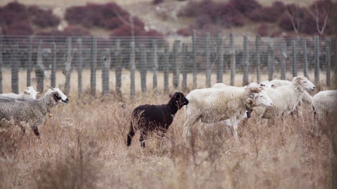 羊群吃草近景冬日山坡上