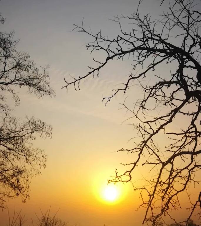 冬日清晨村子里的阳光老树和鸟鸣
