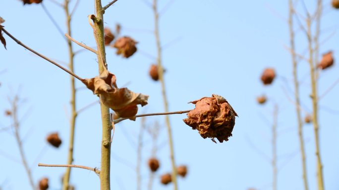 环境污染植物枯萎水面死鱼生态视频素材