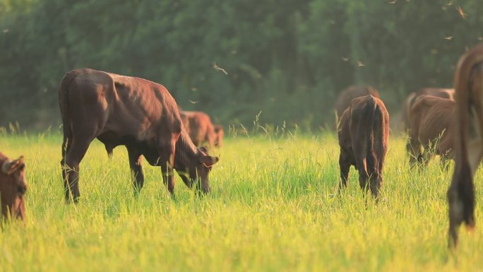 牛养牛场养牛牛场养殖畜牧农业