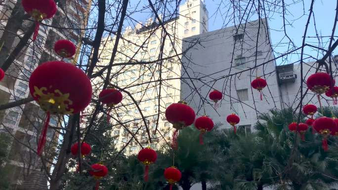 社区迎新春春节树上挂红灯笼