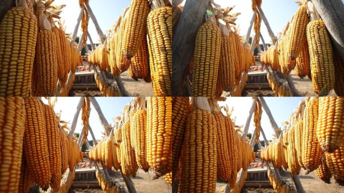 玉米丰收硕果农业希望采摘