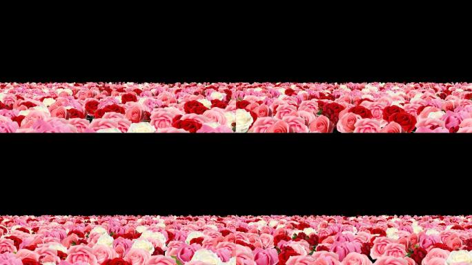 玫瑰花花海无缝循环