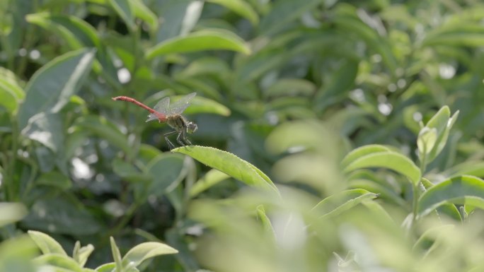 4k蜻蜓昆虫绿植茶叶小动物