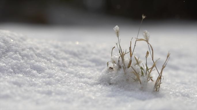 下雪雪花雪景特写4K