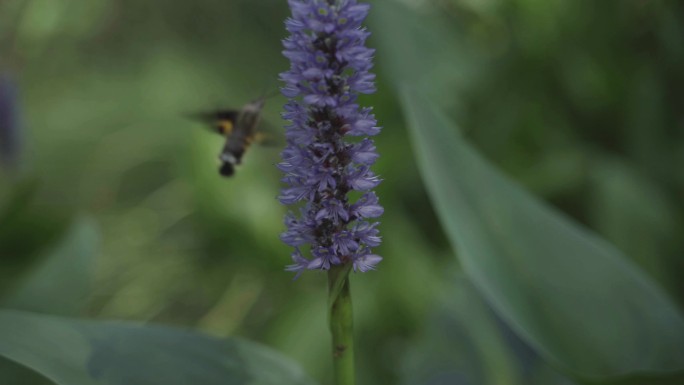 蜂鸟采花蜜水葫芦采蜜进食紫花