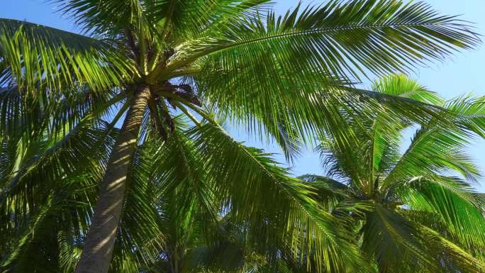 海南自贸港椰子树视频素材4k