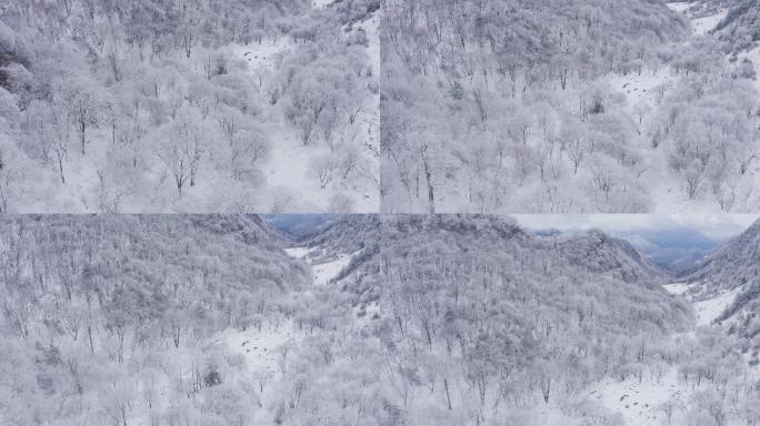 4K航拍陕西秦岭紫柏山雪景雾凇