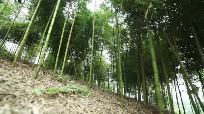 雷竹竹子竹林母竹种竹4K高清素