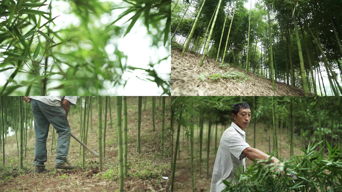 雷竹竹子竹林母竹种竹4K高清素