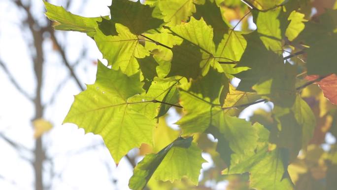 【高清实拍】秋叶叶子落叶