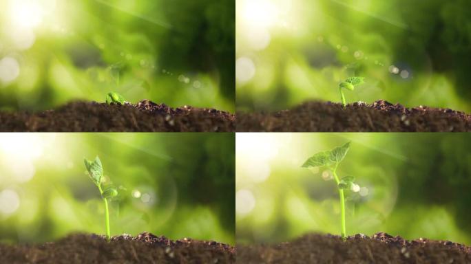 植物生成延时摄影-太阳植物成长-阳光