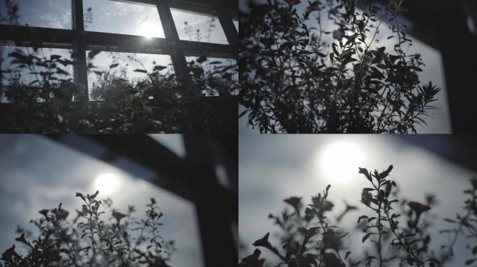 窗户阳光植物空气文艺清晨阳台