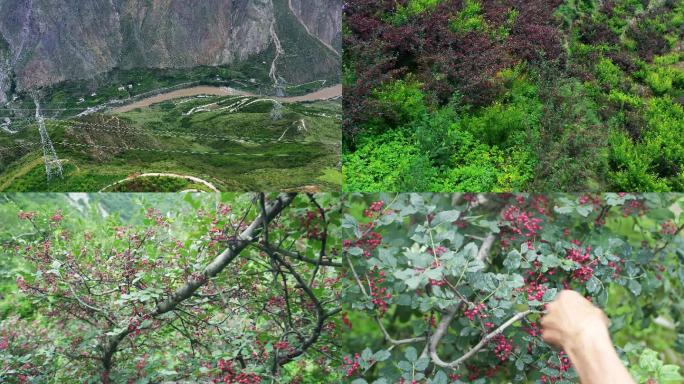 花椒高山花椒航拍花椒树大山碉楼4K高清