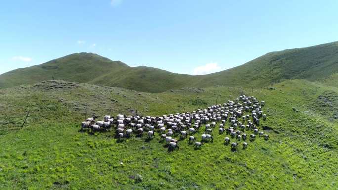 高原 甘南 草原风光 羊群奔跑 牧羊航拍