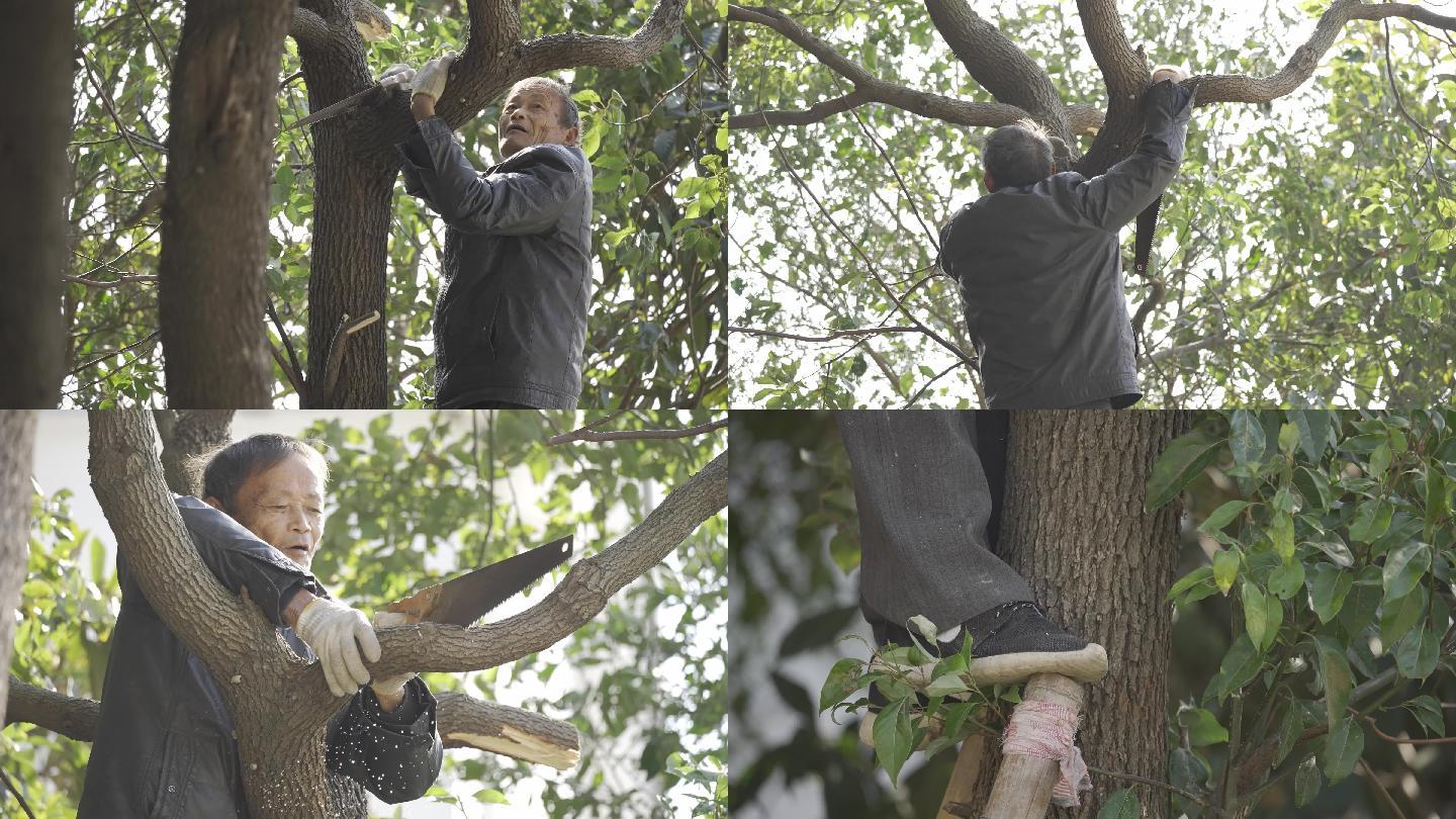 【4k】老年人爬树修剪树枝视频素材合集