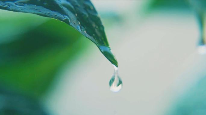 水珠树叶水滴小雨露珠掉落绿叶浇水