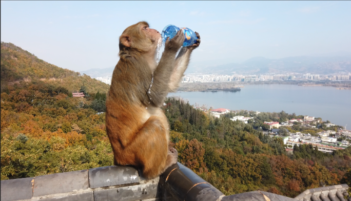 猴子喝水猴子喝饮料