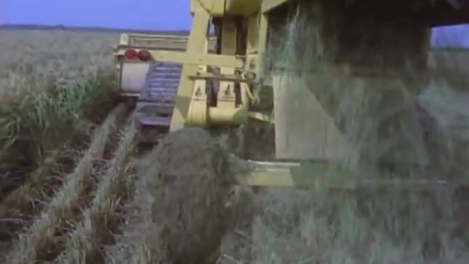 上世纪机器收割水稻、水稻熟了