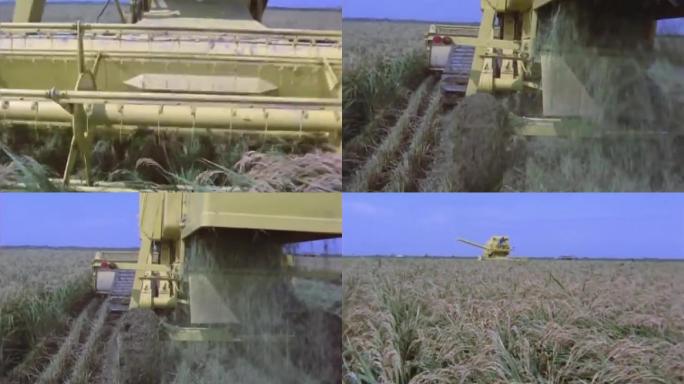 上世纪机器收割水稻、水稻熟了