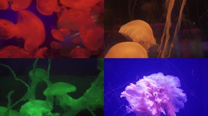 各种五彩缤纷的水母