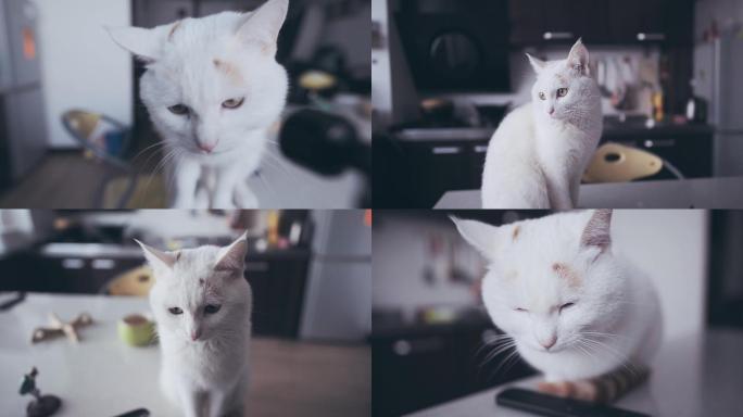 可爱的抑郁的白色小猫咪