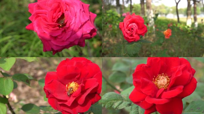 4K画质升格拍摄玫瑰花合集玫瑰花特写