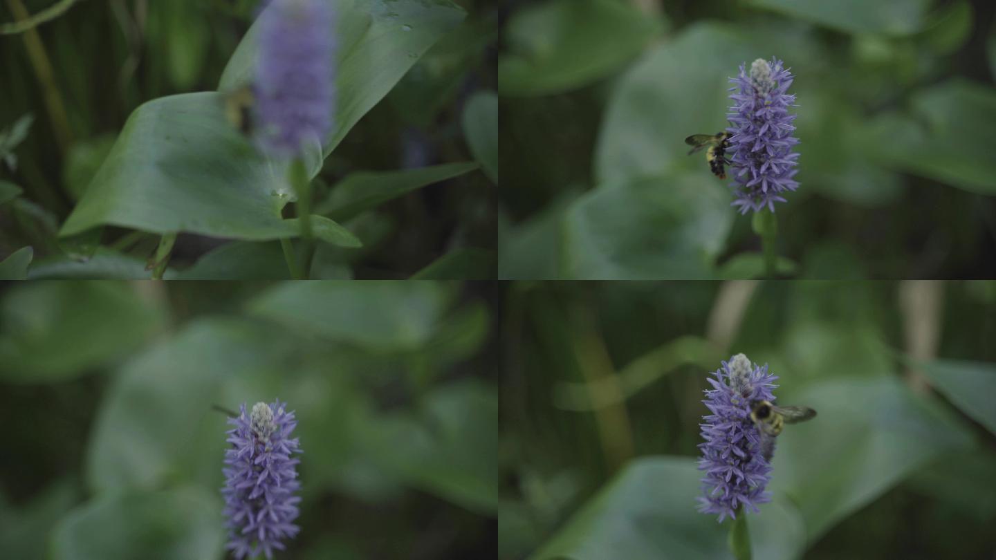 蜂鸟 采蜜 春天 勤劳 觅食 紫花