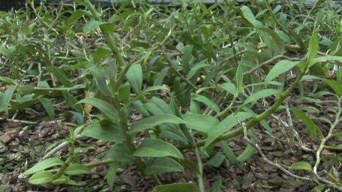 铁皮石斛种植技术大棚种植铁皮石斛