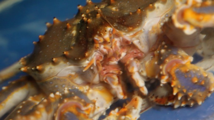 【高清原画】美食海鲜市场生鲜水产帝王蟹