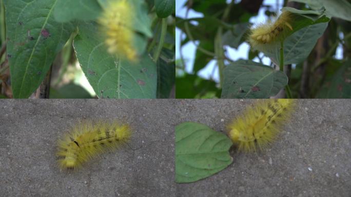 4K画质升格拍摄毛毛虫植物上毛毛虫害虫