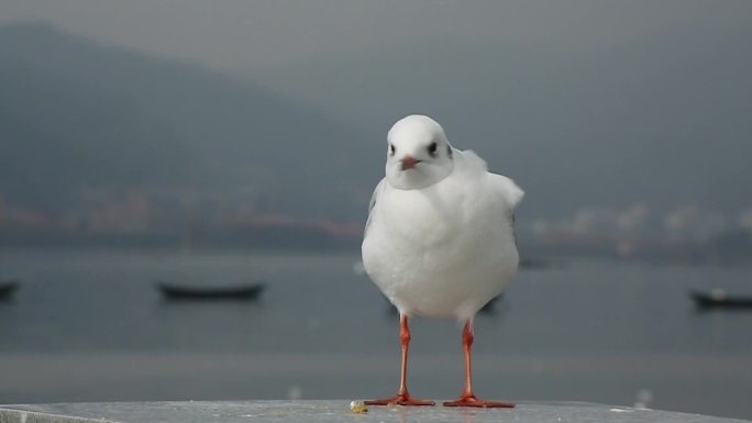 海埂大坝红嘴鸥2