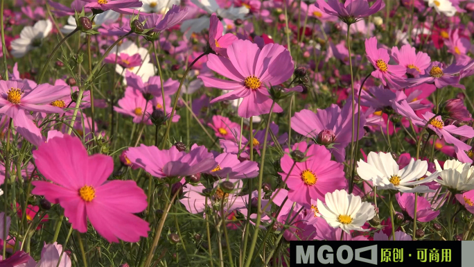 波斯菊格桑花花海浪漫农场公园，春暖花开