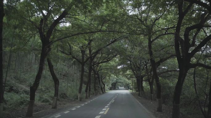 马路绿树成荫小路幽静城郊国道