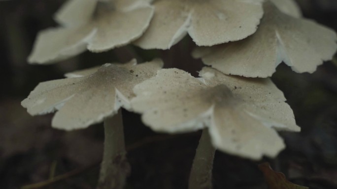 蘑菇野生菌森林湿润雨季潮湿