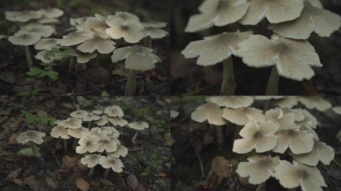 蘑菇野生菌森林湿润雨季潮湿