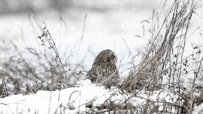 雪鸟儿