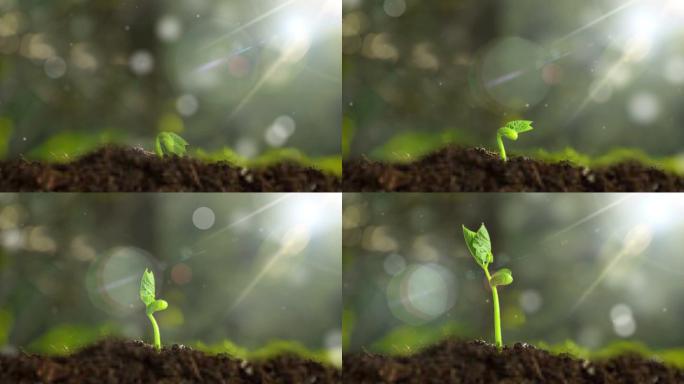 种子发芽-阳光植物生长延时-树苗成长
