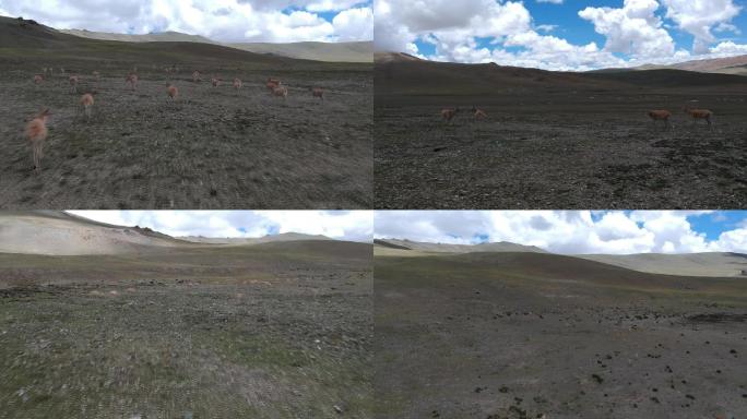 西藏-山谷羊群奔跑-lxj