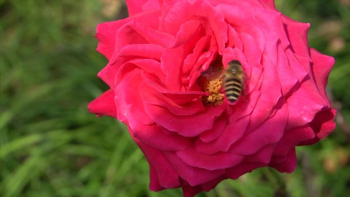 4K画质升格拍摄玫瑰花蜜蜂采蜜特写
