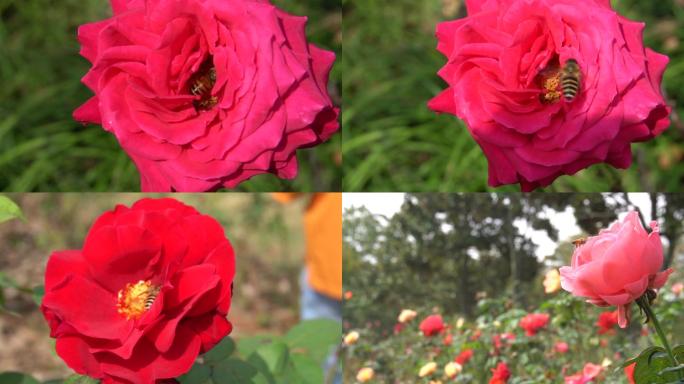 4K画质升格拍摄玫瑰花蜜蜂采蜜特写