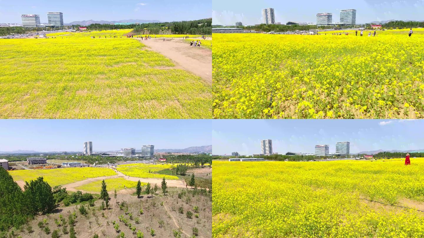 4K航拍油菜花花海