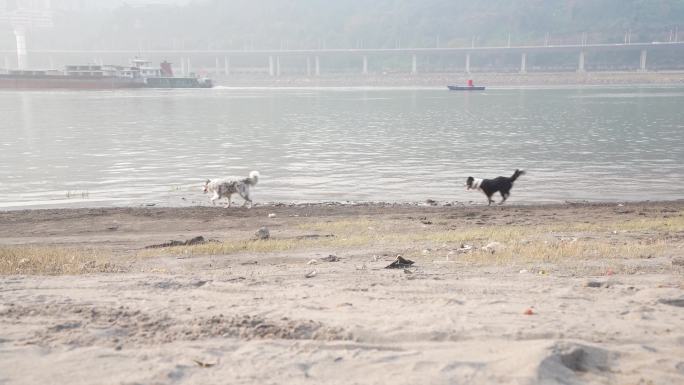 江边奔跑的宠物狗